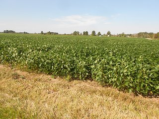 Property photo 1 - LAND AUCTION - 462+/- ACRES OFFERED IN 7 TRACTS IN GRANT COUNTY, IN